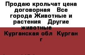 Продаю крольчат цена договорная - Все города Животные и растения » Другие животные   . Курганская обл.,Курган г.